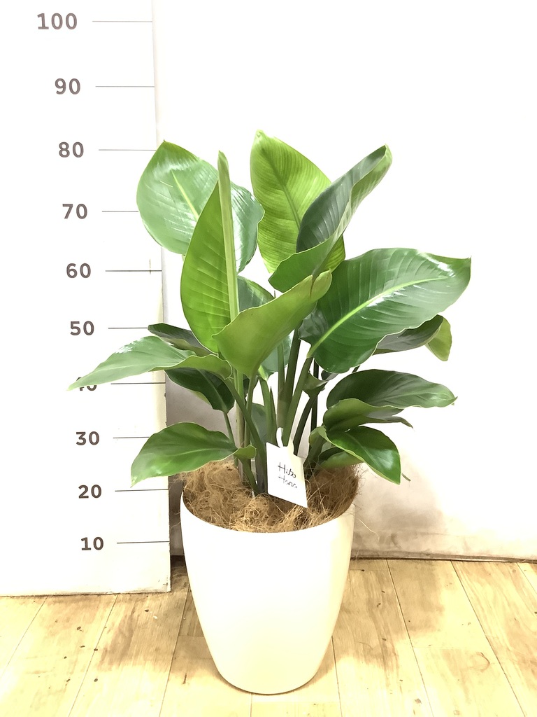 オーガスタ 7号 | 観葉植物の通販ならHitoHana