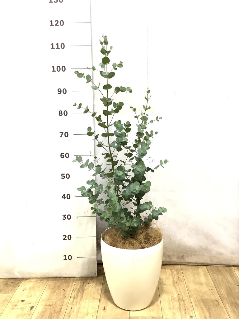 ユーカリ 7号 | 通販専門店 HitoHana（ひとはな）