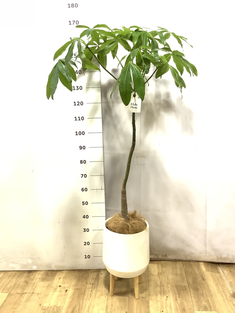 観葉植物 パキラ 7号 パラソル プラスチック鉢 | 観葉植物ならHitoHana