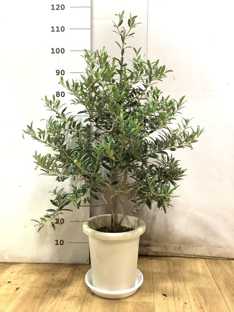 観葉植物 オリーブ 8号 アルベキーナ プラスチック鉢 | 観葉植物なら