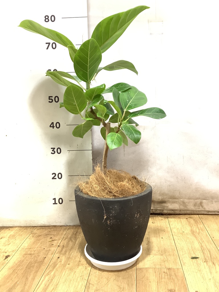 観葉植物 フィカス アルテシーマ 6号 ストレート プラスチック鉢
