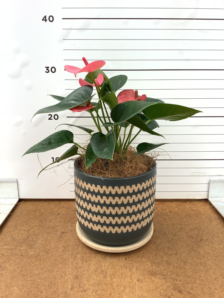 アンスリウム 4号 | 観葉植物 | 送料無料でお届け - Hitohana（ひとはな）
