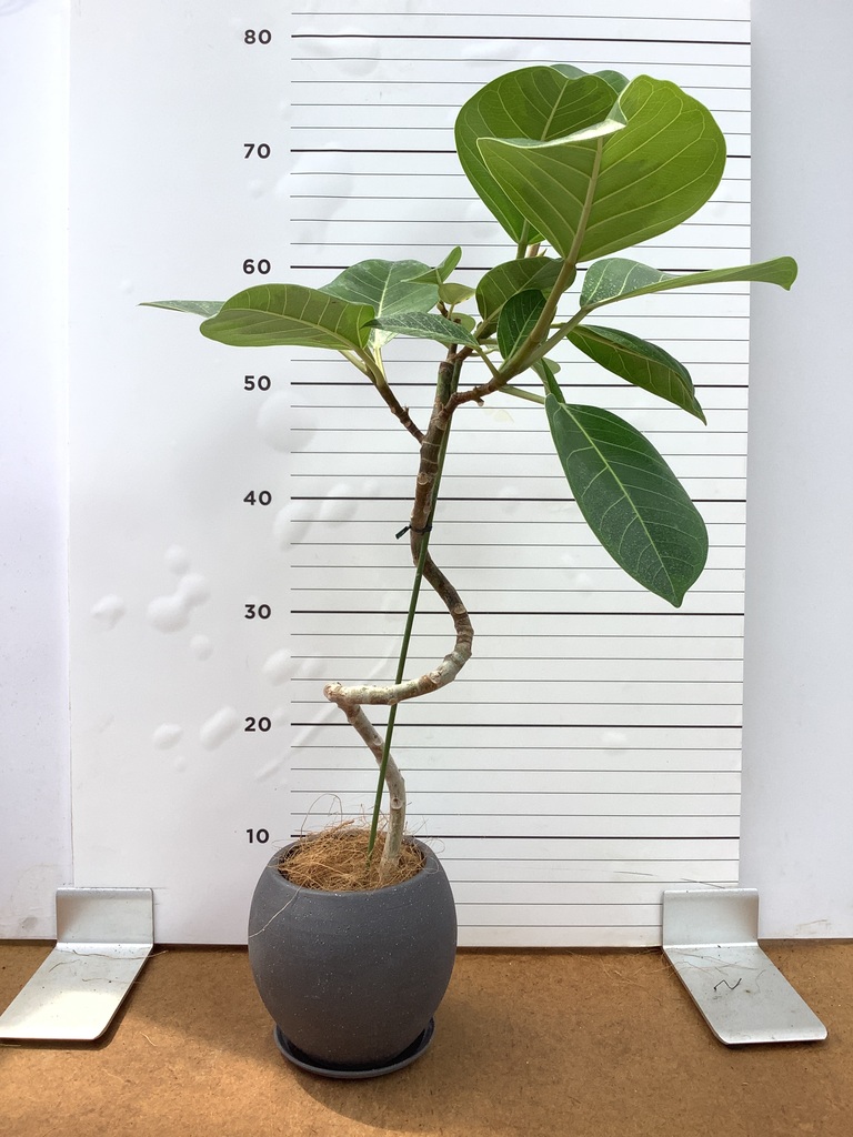 フィカス アルテシーマ 1点もの（現品・現物） | 観葉植物 - HitoHana