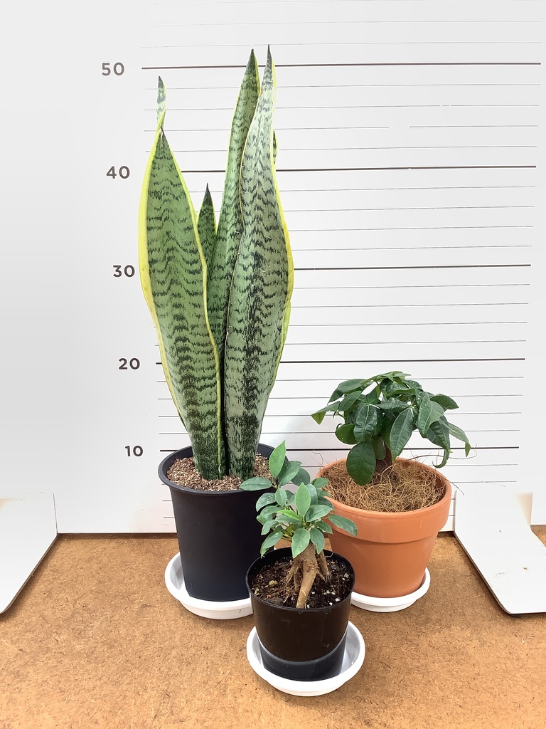 観葉植物 初心者にもおすすめお試し3点セット（サンスベリア 4号