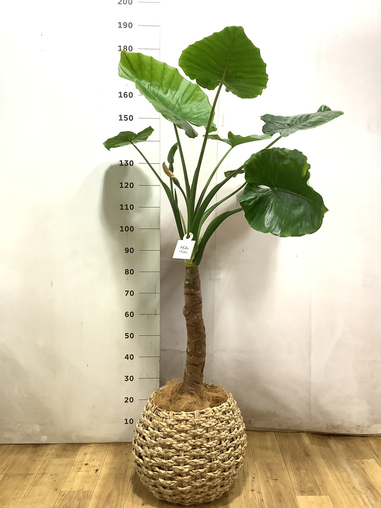 アロカシア | 観葉植物の通販ならHitoHana（ひとはな）