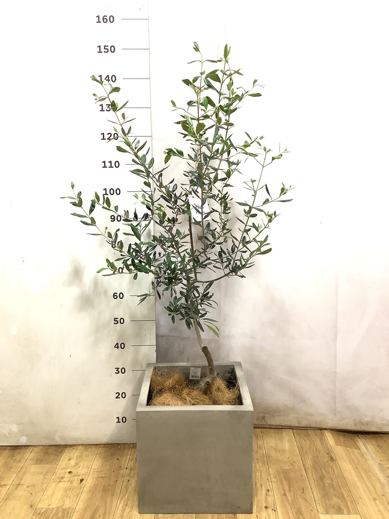 オリーブの木 ルッカ | 観葉植物 | 送料無料でお届け - Hitohana（ひと