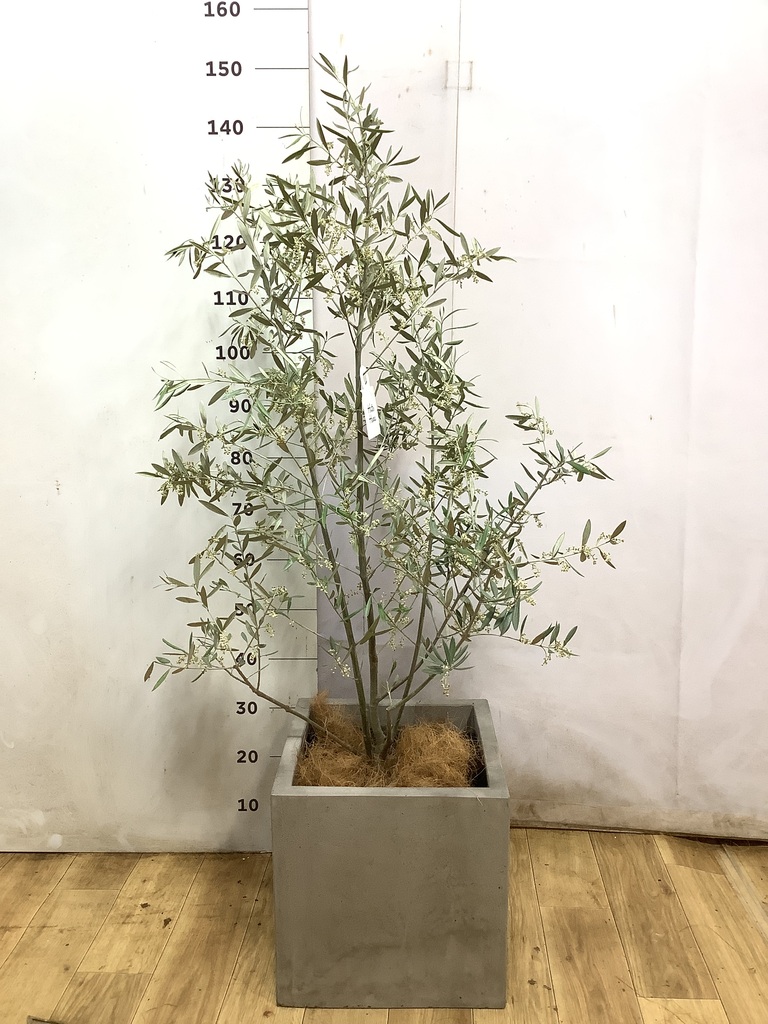 オリーブの木 ピクアル | 観葉植物 | 送料無料でお届け - Hitohana