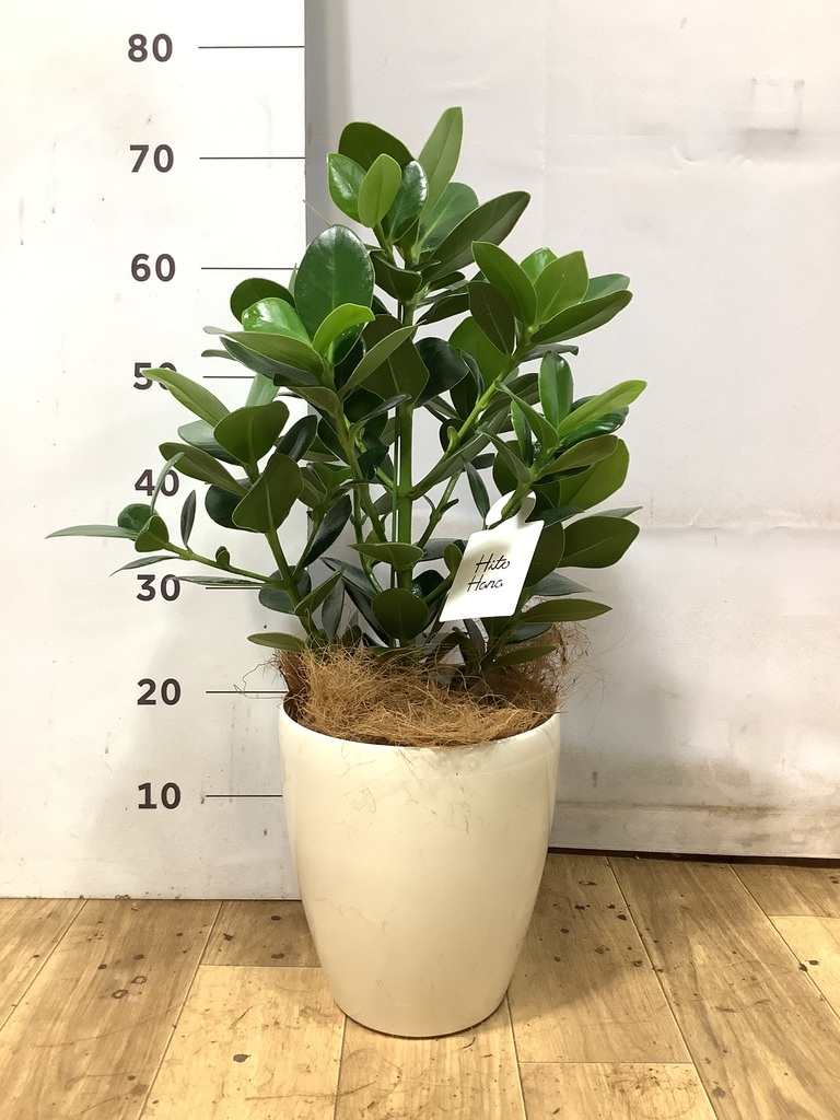 クルシアロゼアプリンセス‼️観葉植物！肉厚の葉っぱ クルシア ロゼア プリンセス | 観葉植物の通販ならHitoHana（ひとはな）