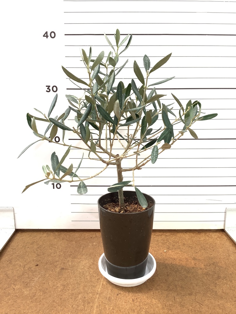観葉植物 オリーブの木 3号 創樹プラスチック鉢 | 観葉植物なら