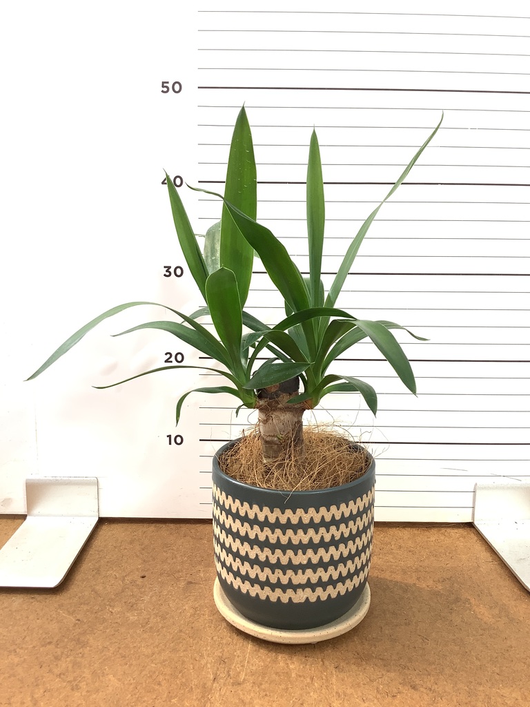 観葉植物 ユッカ 4号 ノーマル エッシ 16 R ブラウン 付き | 観葉植物