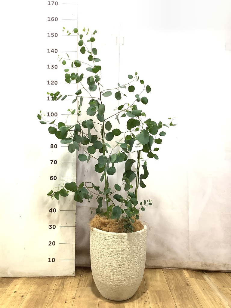 観葉植物 ユーカリ 8号 ポポラス（ポリアンセモス） リブバスケット
