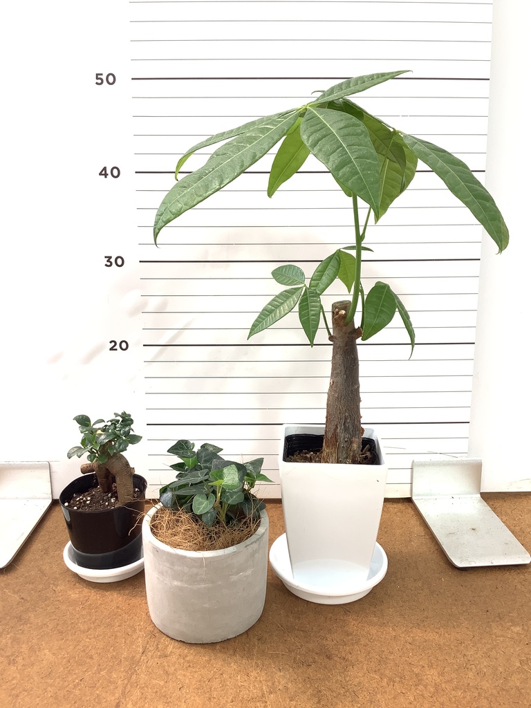 ガジュマル 1点もの（現品・現物） | 観葉植物通販HitoHana(ひとはな)