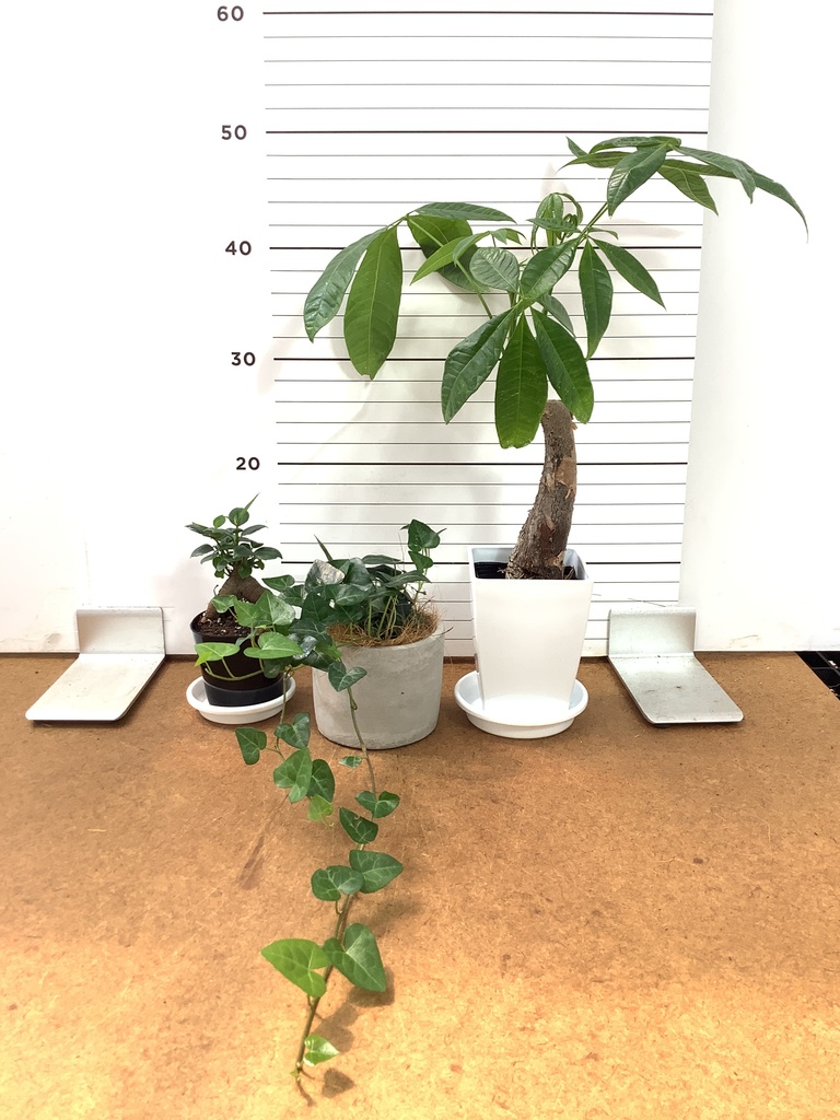 観葉植物 初心者セット | HitoHana（ひとはな）