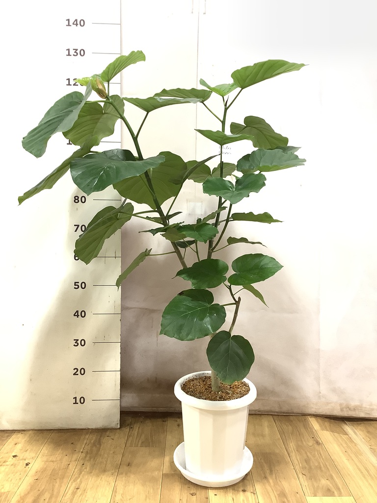 フィカス ウンベラータ ストレート | 観葉植物 | HitoHana（ひとはな）