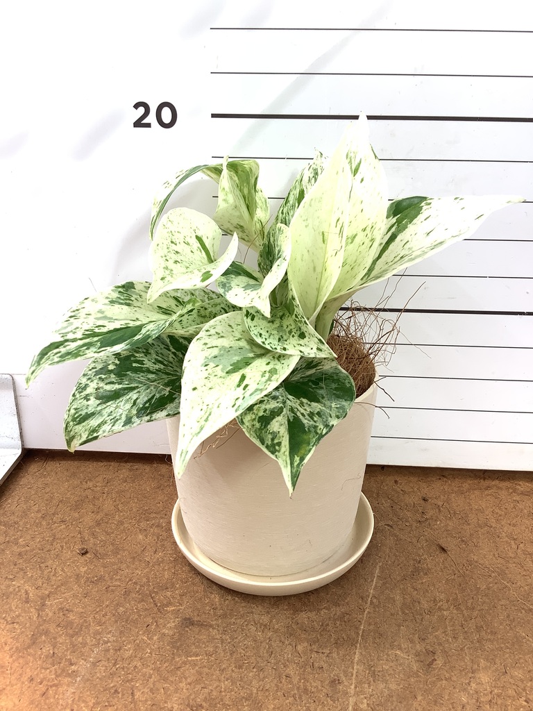 観葉植物 ポトス 3号 斑入り オーセ 11 K ブラック 付き | 観葉植物