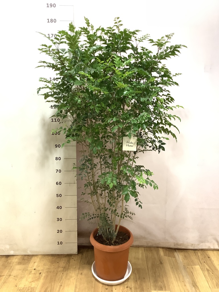 観葉植物 シマトネリコ 【180cm】 10号 幹立ち #72040 ※1都3県配送限定