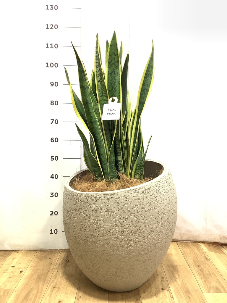 観葉植物 サンスベリア 10号 トラノオ サンディ シリンダー 白 付き