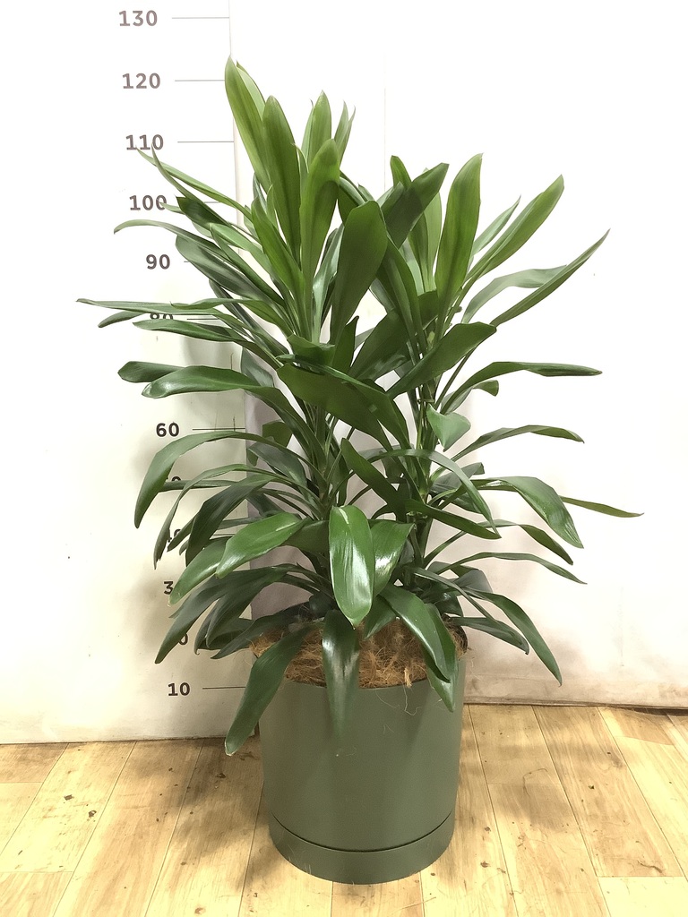 ドラセナ グローカル | 観葉植物通販HitoHana(ひとはな)