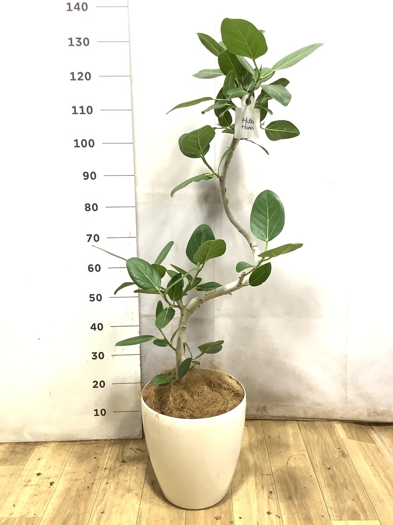 フィカス ベンガレンシス 1点もの(現品・現物) | 観葉植物 | 送料 フィカス ベンガレンシス 1点もの(現品・現物) | 観葉植物 | 送料