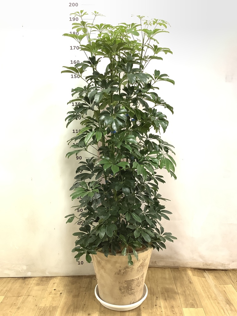 観葉植物 カポック（シェフレラ） 【170cm】 13号 #72076 ※1都3県配送