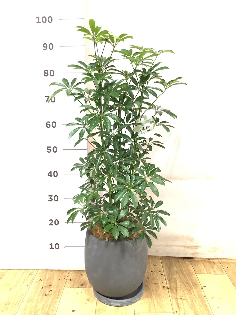 観葉植物 シェフレラ 6号 コンパクタ プラスチック鉢 | 観葉植物なら