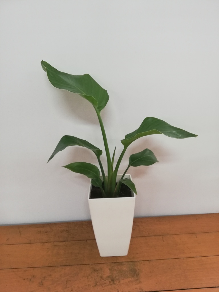 観葉植物 オーガスタ 6号 プラスチック鉢 | 観葉植物ならHitoHana(ひと