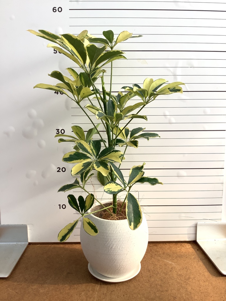 観葉植物 シェフレラ（カポック） 4号 斑入り ルーツ 15 L ベージュ
