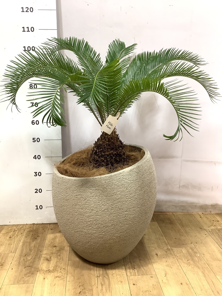 観葉植物 ソテツ 10号 キューブ ラテルストーン 付き | 観葉植物なら