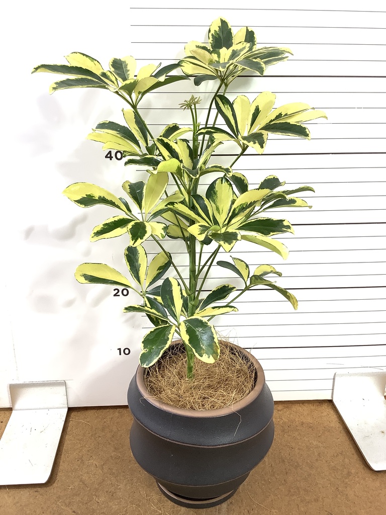 観葉植物 シェフレラ（カポック） 4号 斑入り シーグラスポット