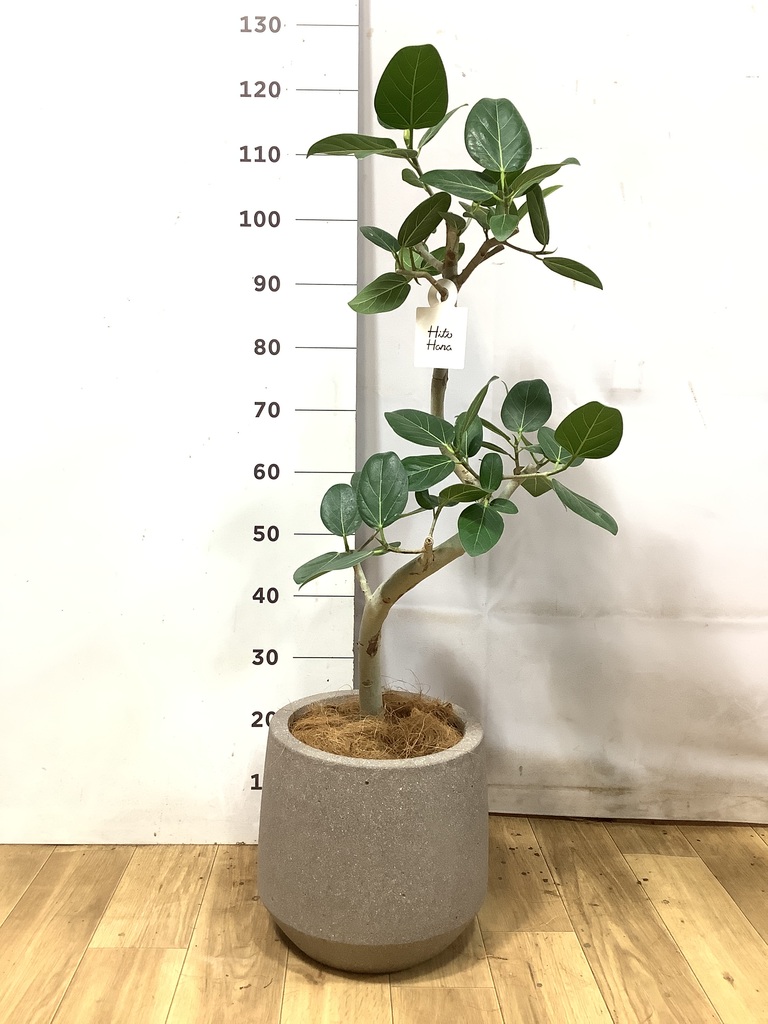 観葉植物 フィカス ベンガレンシス 7号 曲り プラスチック鉢 | 観葉