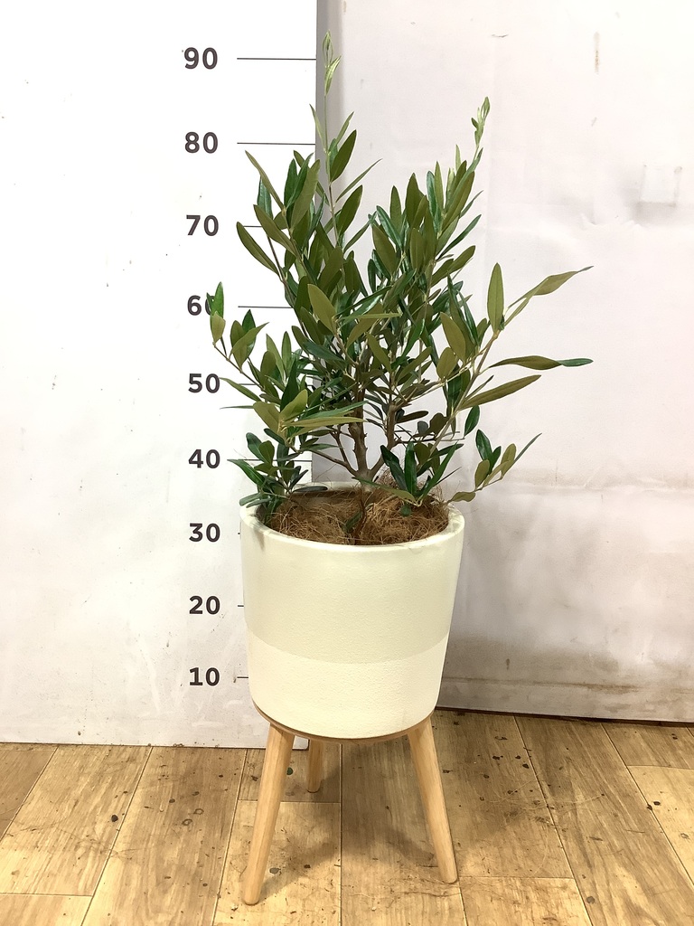 オリーブの木 5号 | 観葉植物の通販ならHitoHana（ひとはな）