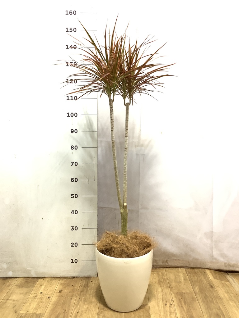 観葉植物 ドラセナ コンシンネ レインボー 8号 ストレート リブ
