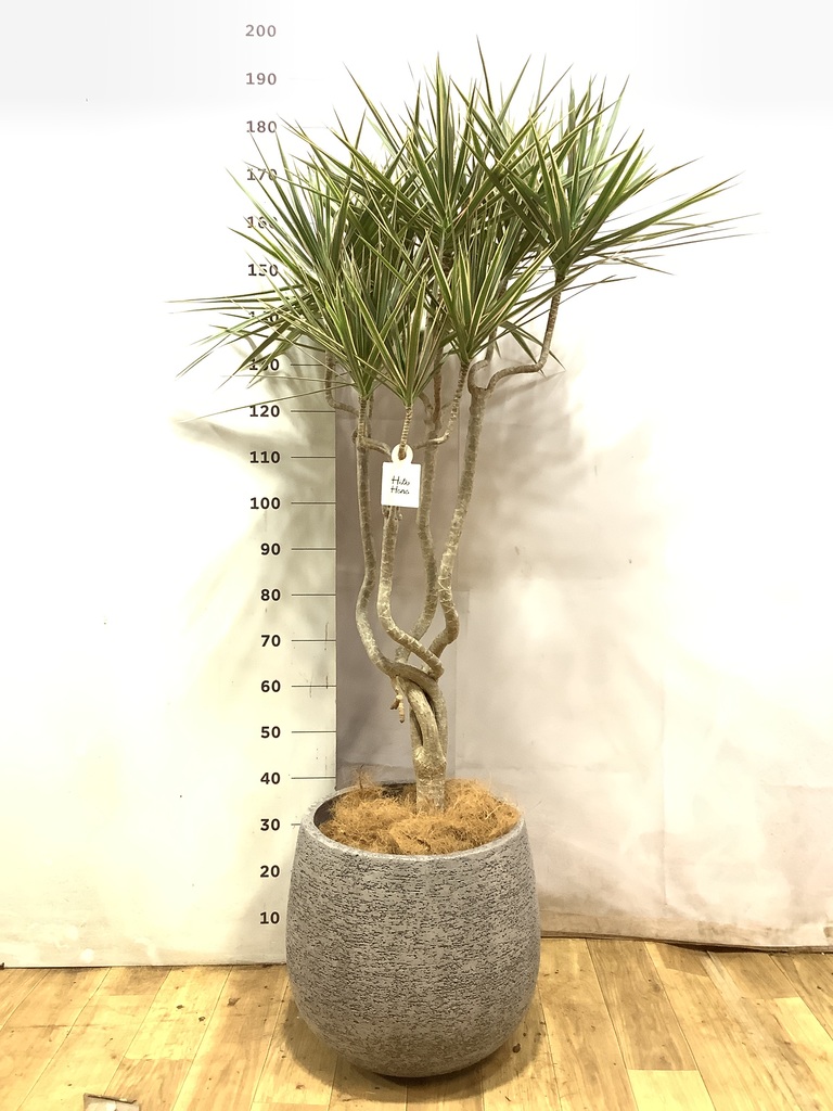 観葉植物 ドラセナ コンシンネ【180cm】 9号 トリカラー 曲り（龍