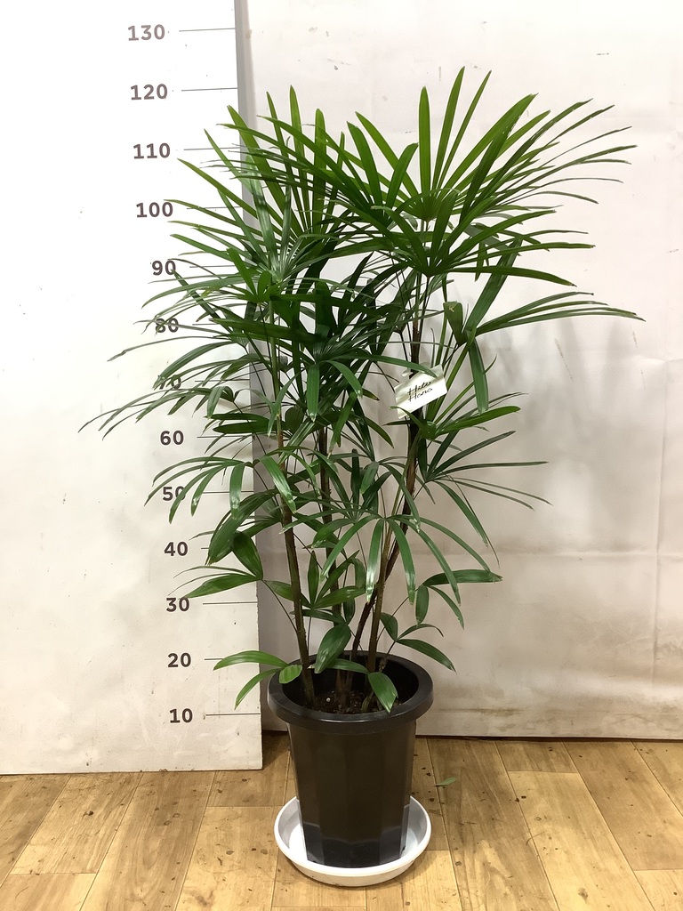 観葉植物 シュロチク（棕櫚竹） 8号 プラスチック鉢 | 観葉植物なら