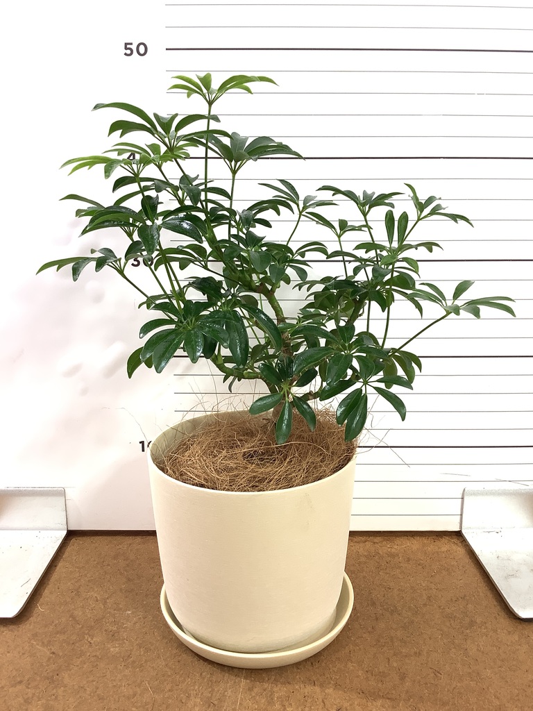 観葉植物 シェフレラ コンパクタ 4号 朴 オーセ 15 Y イエロー 付き
