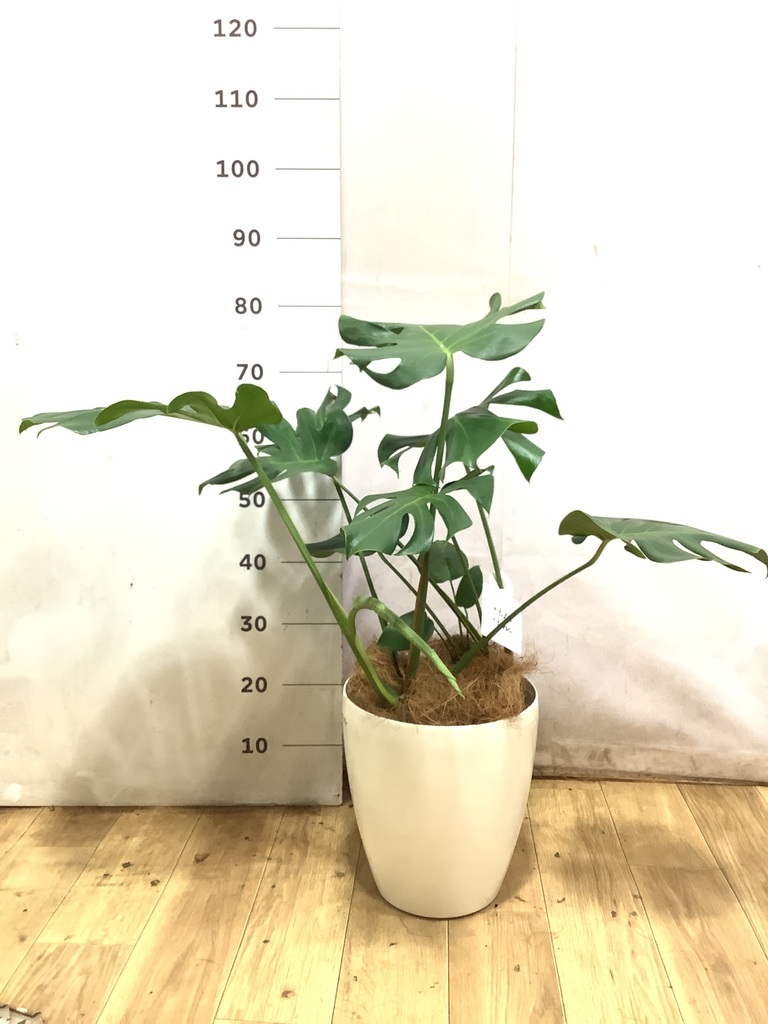 観葉植物 モンステラ【80cm】7号 斑入り プラスチック鉢 #69045 | 観葉