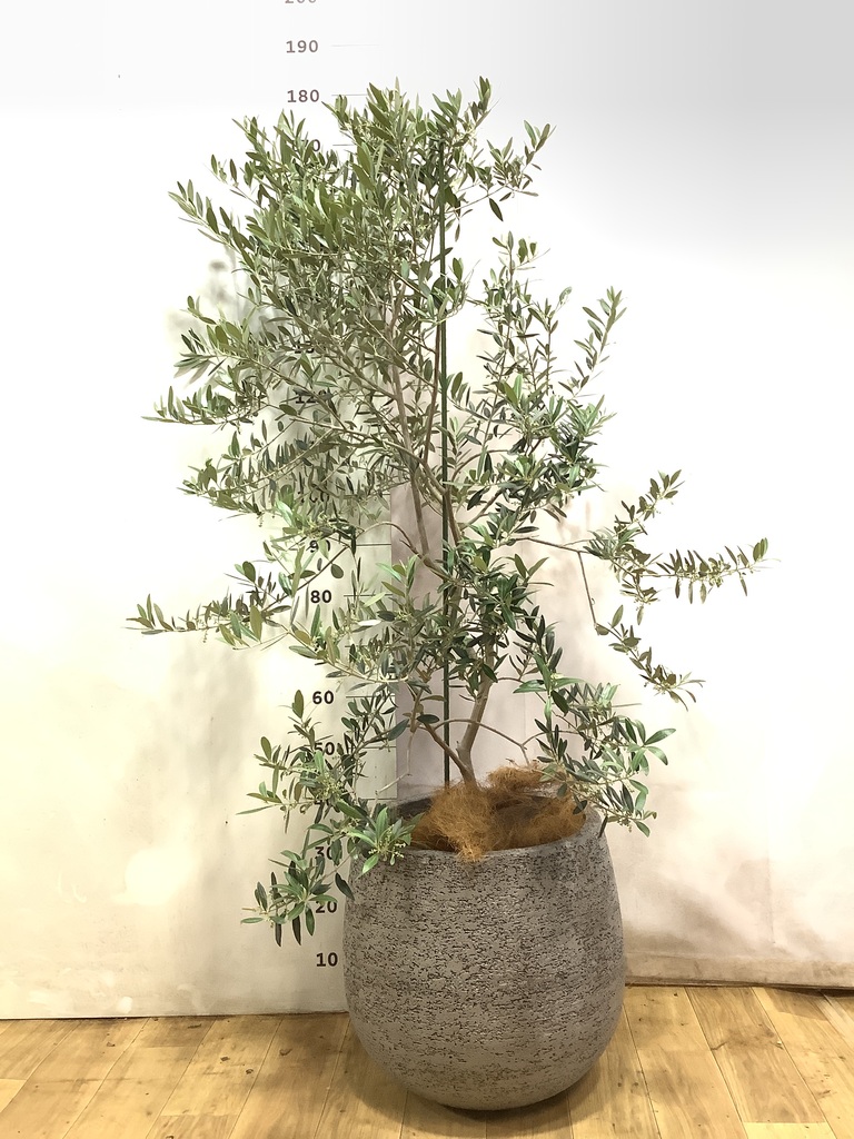 観葉植物 オリーブの木 10号 レッチーノ プラスチック鉢 / 小倉園