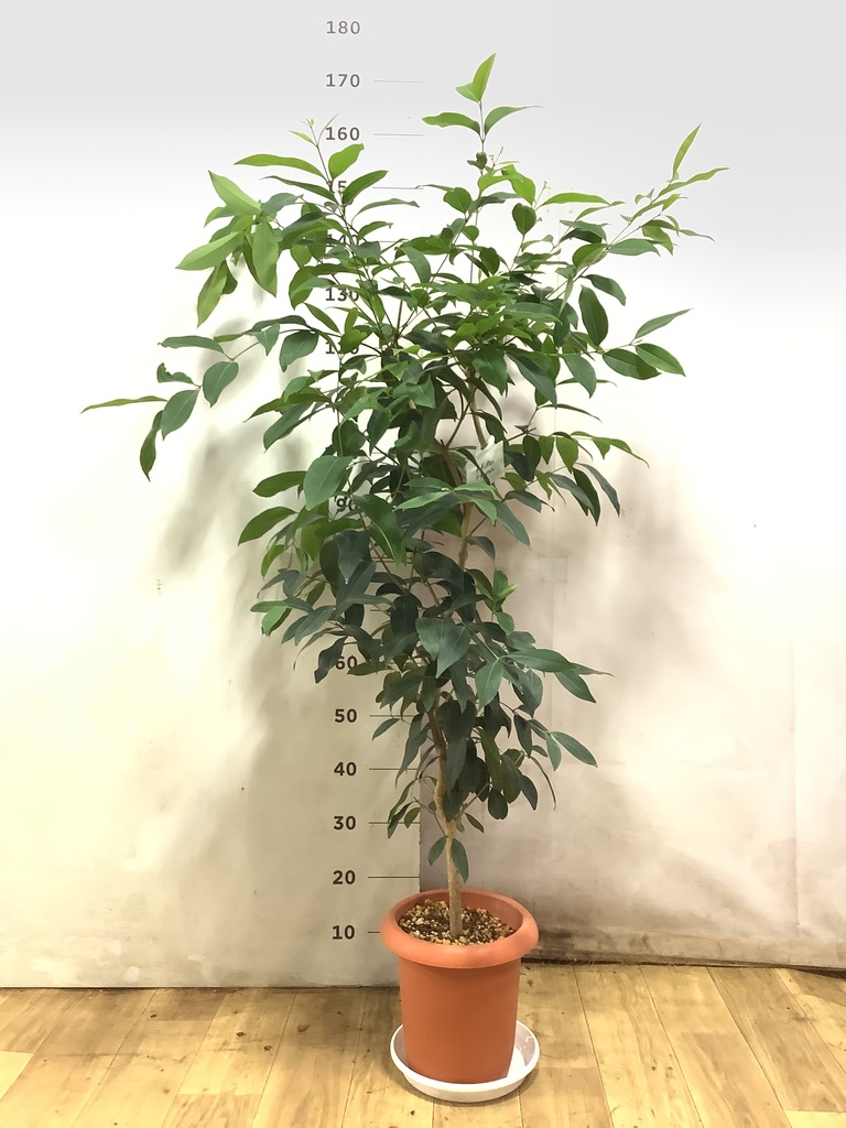 アマゾン・オリーブ　リビングサイズ‼️ 観葉植物 アマゾンオリーブ (ムラサキフトモモ) 8号 プラスチック鉢