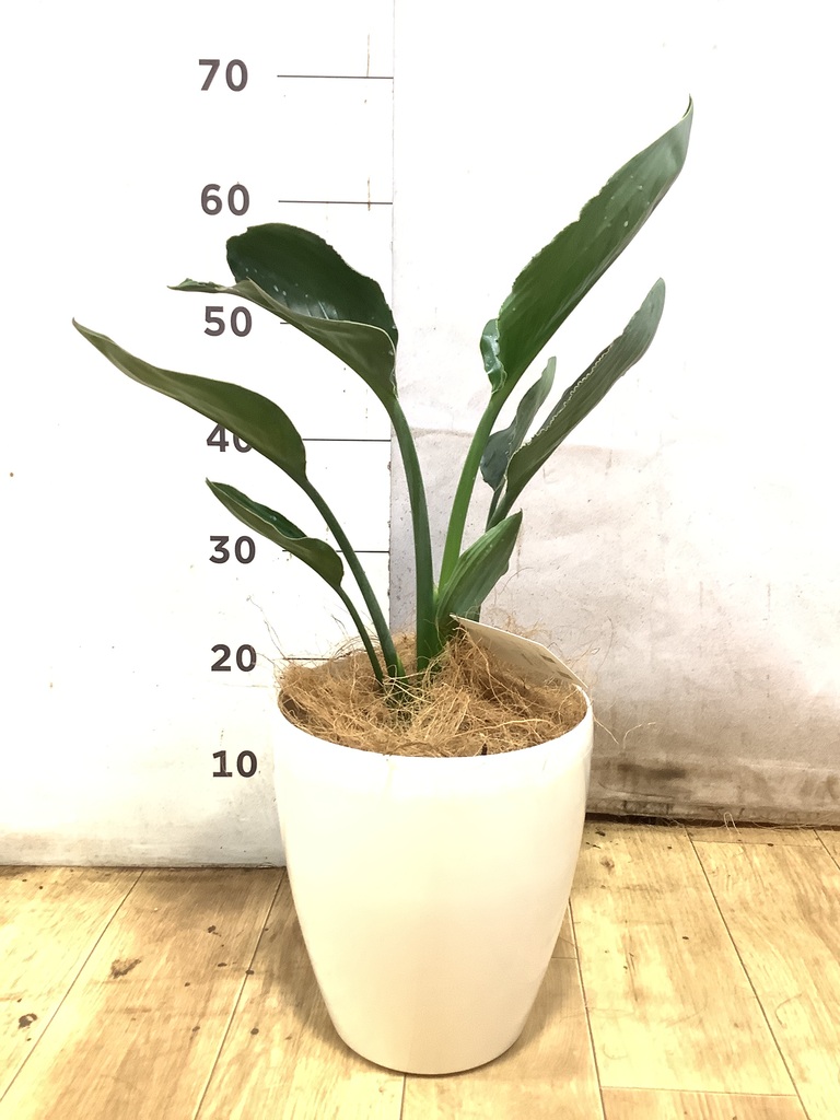 ストレリチア レギネ | 観葉植物の通販ならHitoHana（ひとはな）