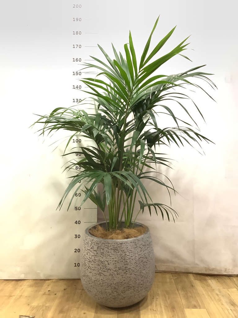 ケンチャヤシ | 観葉植物の通販ならHitoHana（ひとはな）