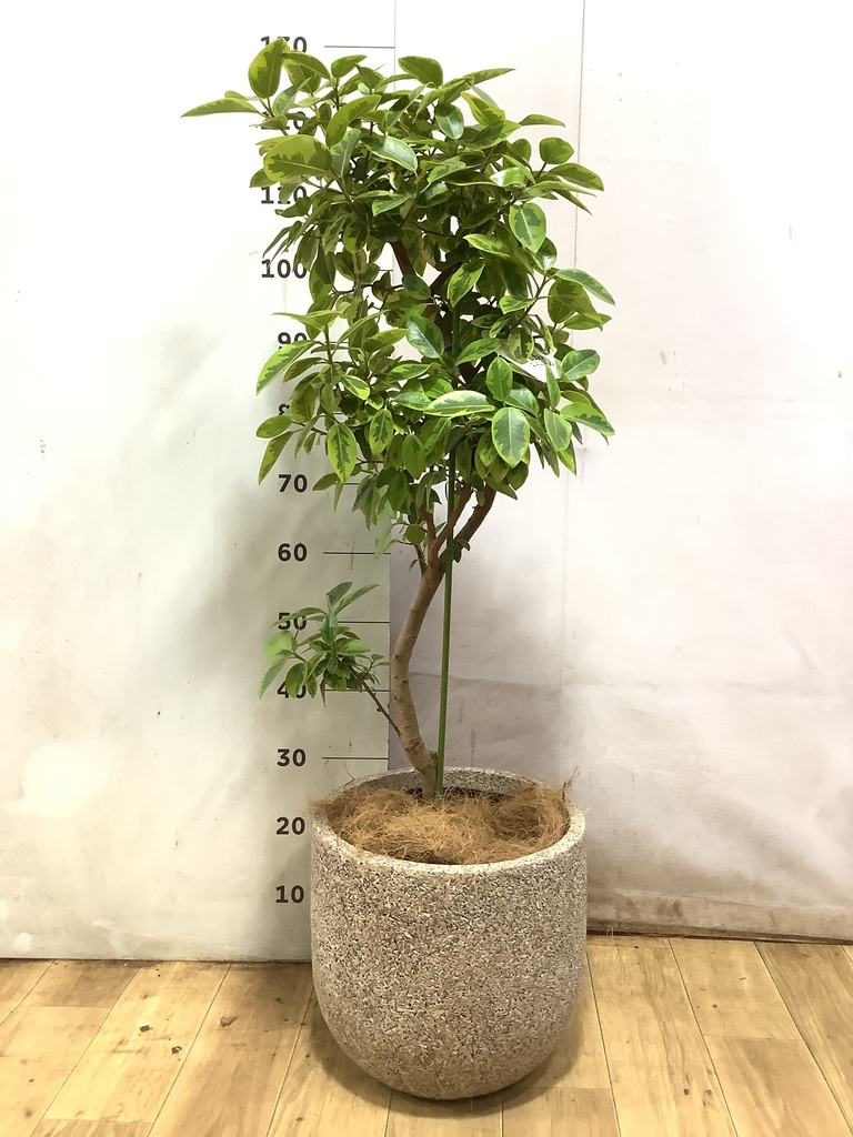 フランスゴムの木 8号 | 観葉植物 | 送料無料でお届け - Hitohana