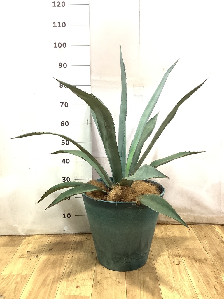 観葉植物 アガベ 8号 アメリカーナ インティ シリンダー 付き | 観葉