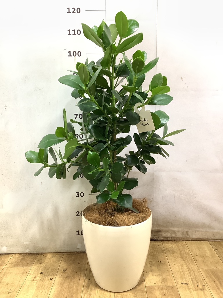 観葉植物 クルシア ロゼア プリンセス 8号 アルマ ミドル 付き | 観葉