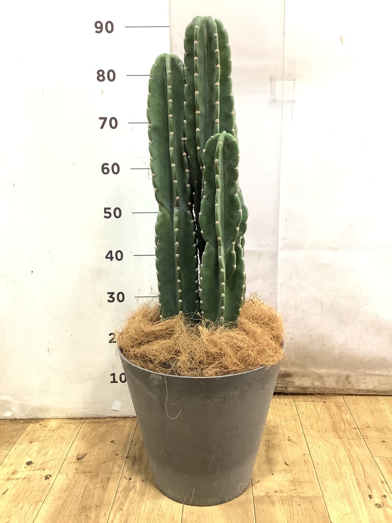 柱サボテン 1点もの（現品・現物） | 観葉植物通販HitoHana(ひとはな)