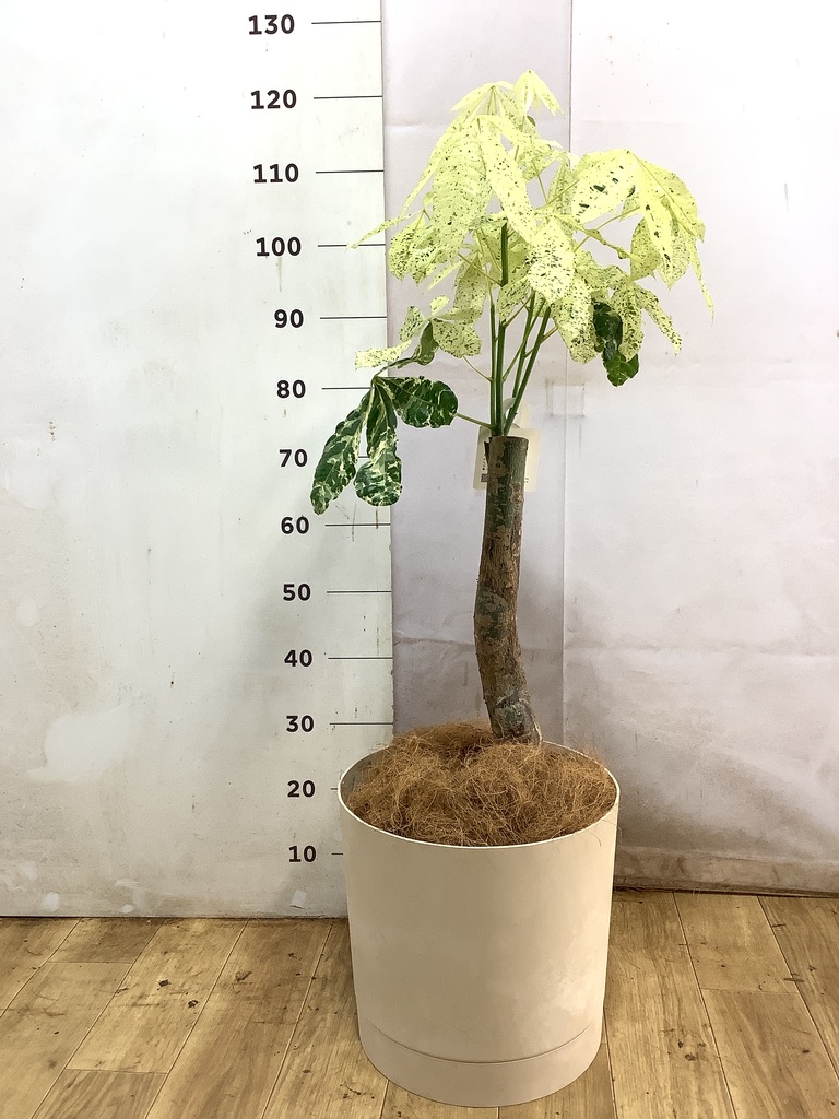 観葉植物 パキラ 8号 朴 斑入り アルファ シリンダープランター ウッド