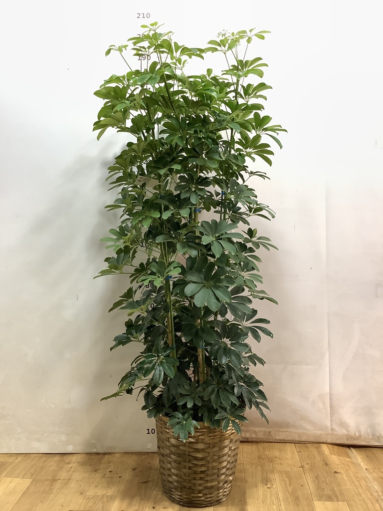 観葉植物 シェフレラ【165cm】 10号 プラスチック鉢 #70765 ※1都3県