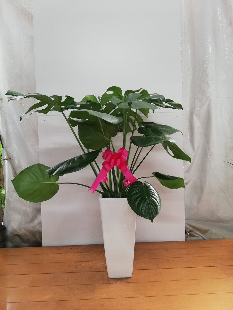 斑入りモンステラ 全高55センチ (7号)鉢植え 観葉植物 モンステラ【80cm】7号 斑入り プラスチック鉢 #69045 | 観葉