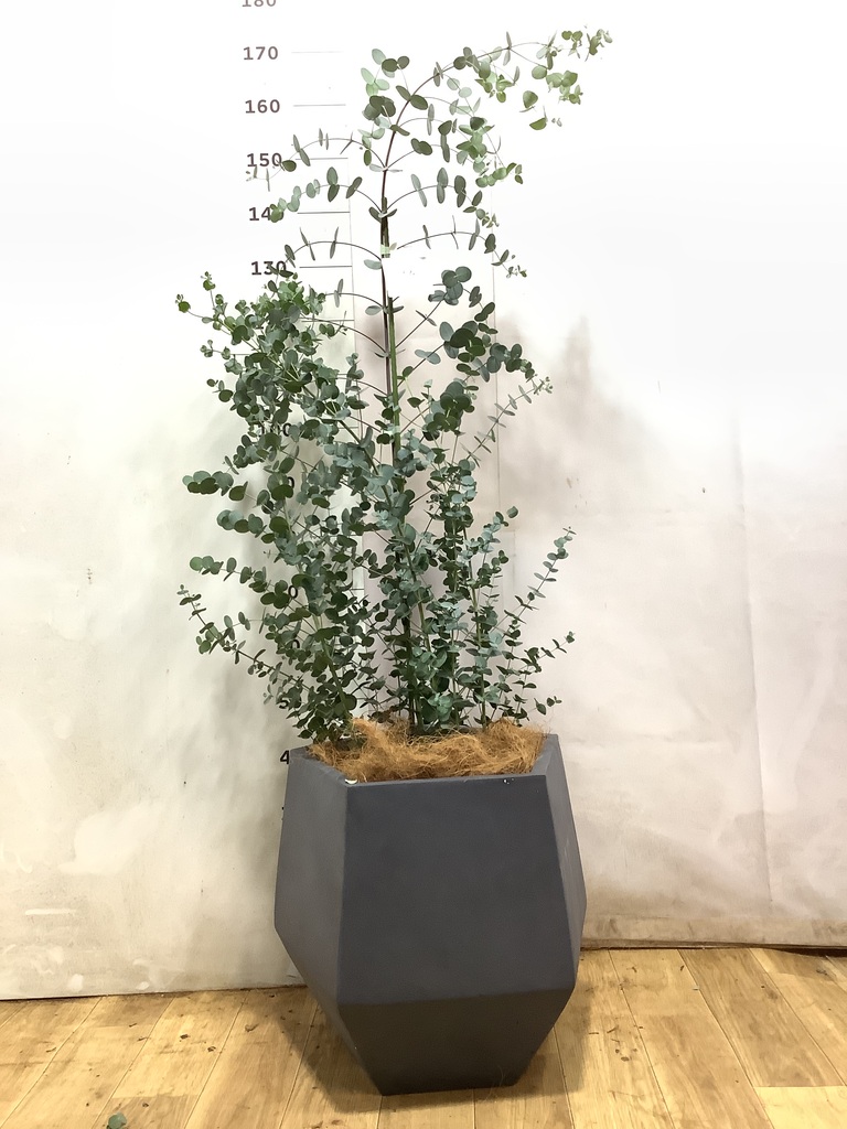 極上。ユーカリ　グーニー ユーカリ グニー | 観葉植物 | インテリアやギフトに - Hitohana（ひと