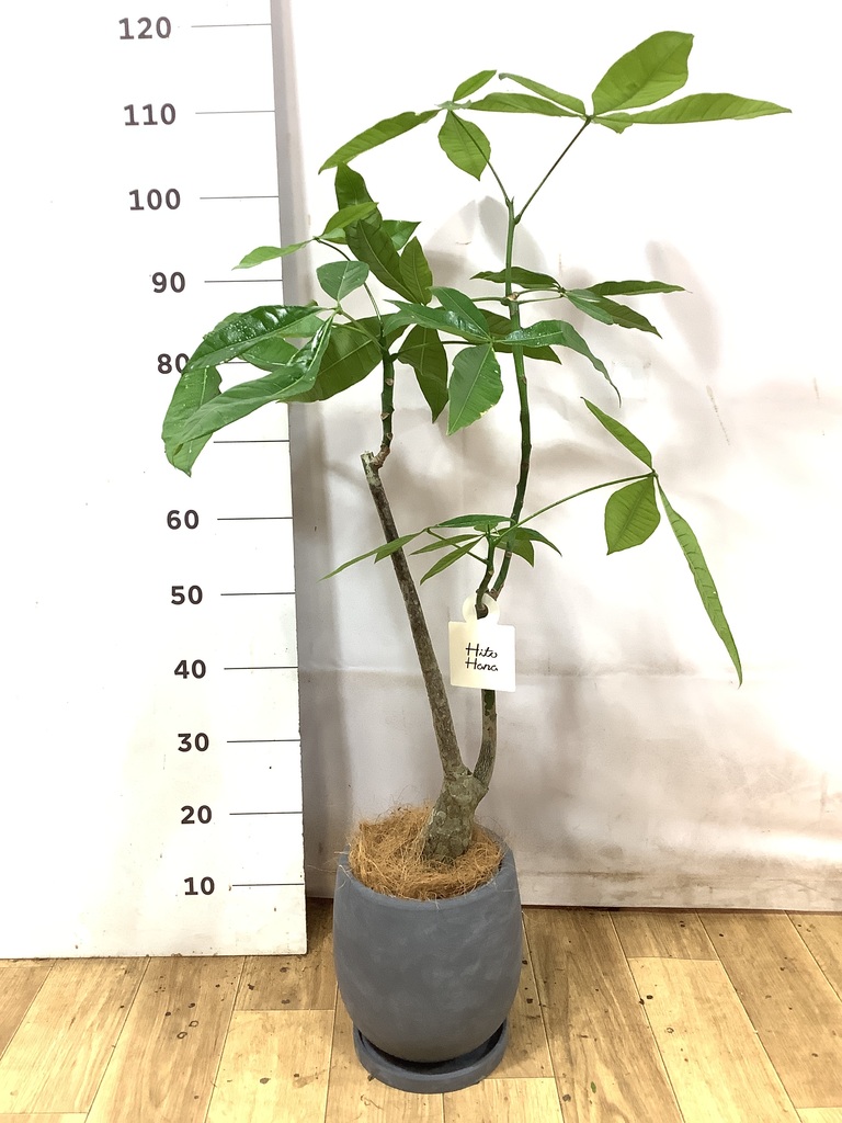 パキラ 6号 | 観葉植物 | 送料無料でお届け - Hitohana（ひとはな）