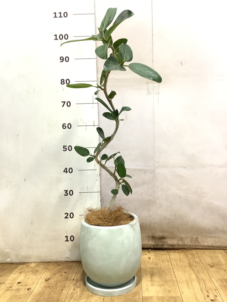 観葉植物 フィカス ベンガレンシス 5号 曲り プラスチック鉢 | 観葉